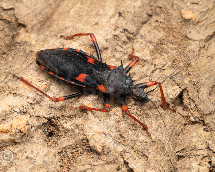 Psyttala horrida (horrid king assassin bug) 5ct