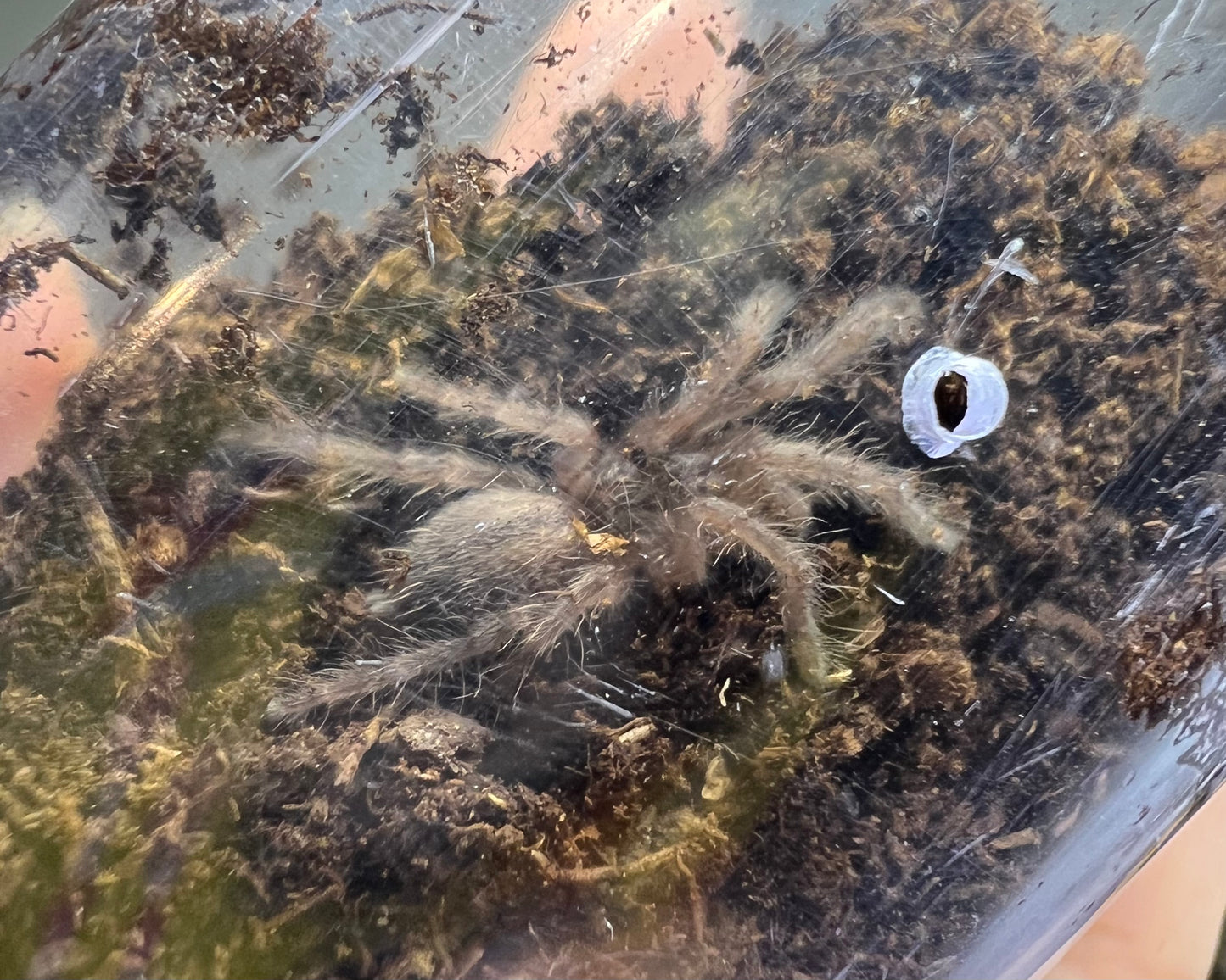 Tapinauchenius rasti (Caribbean diamond tarantula) 0.75"