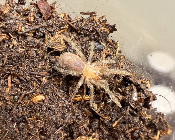 Thrixopelma longicolli (Peruvian blue zebra tarantula) 0.33"