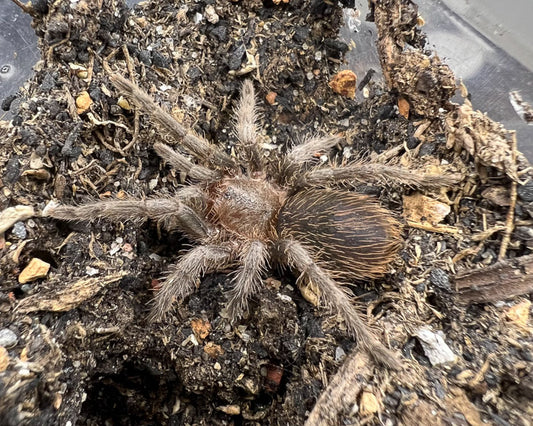 Tliltocatl vagans (Mexican red rump tarantula) 0.75"