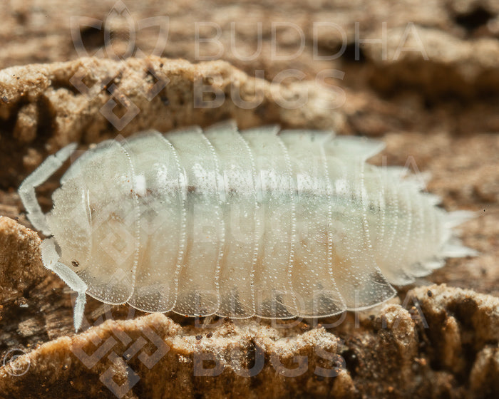 Trichorhina tomentosa (dwarf white isopod) 30+ct – Buddha Bugs