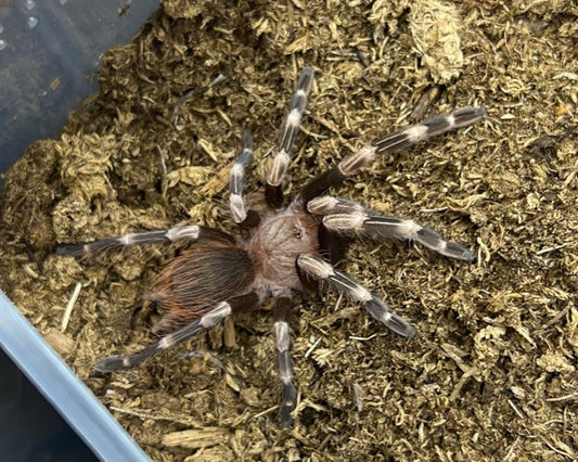 Vitalius chromatus, formerly Nhandu chromatus (Brazilian red and white tarantula) 0.33"